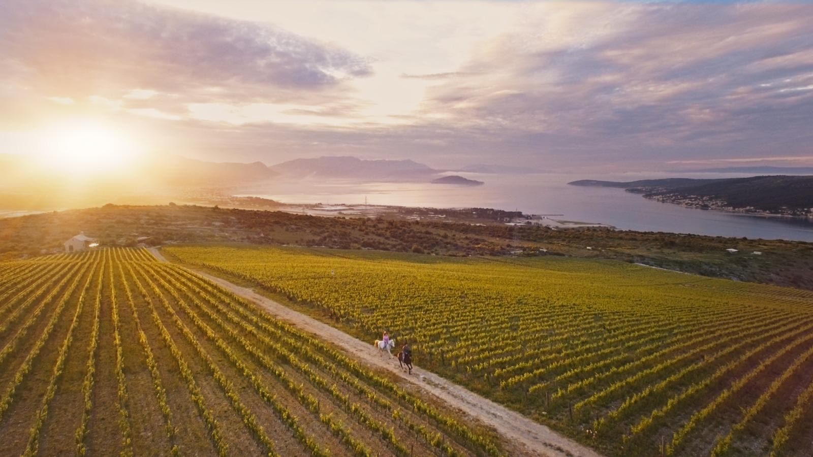 Wine Picnic — 1